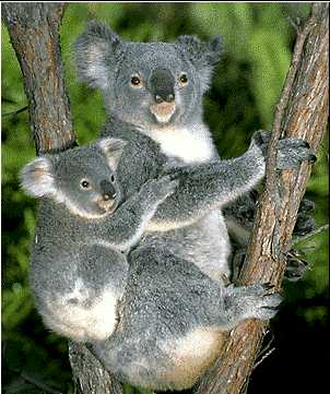 Australian Koala Bears