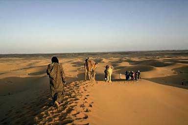 plants animals of the sahara desert