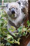 Wildlife Watching In Australia